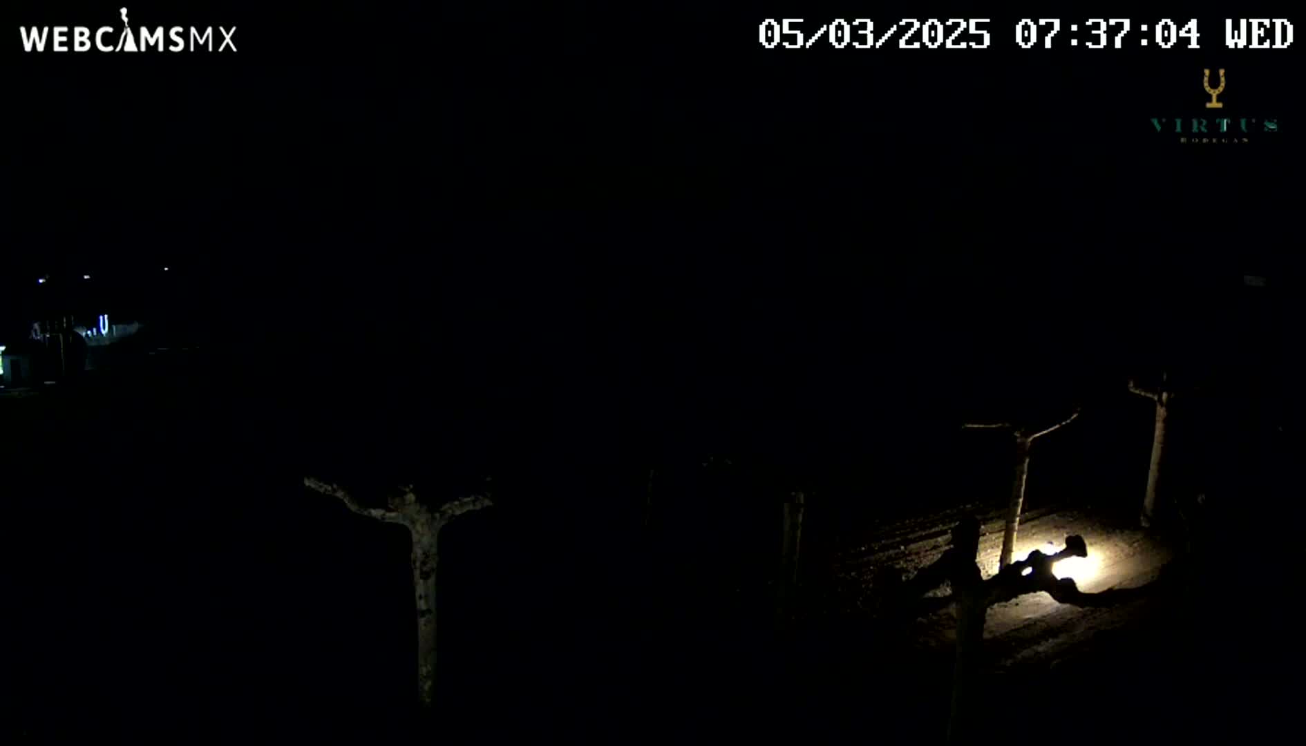 A nighttime, dimly lit outdoor scene shows several silhouetted trees and a small, bright light source on the ground.