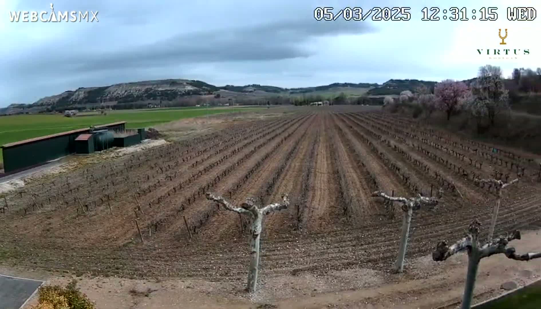 A long, orderly vineyard stretches across a mostly brown landscape under a cloudy sky, with a dark building visible in the background.