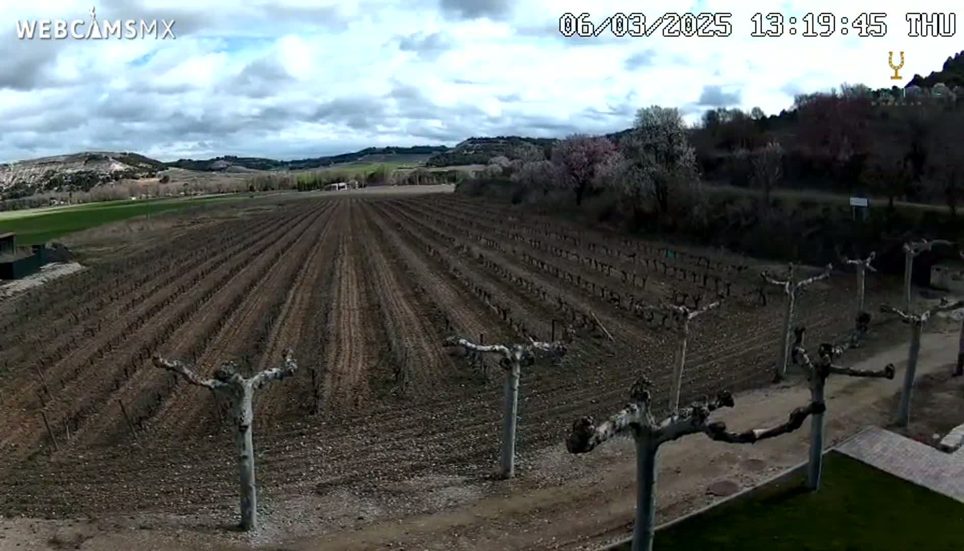 A vineyard with young, bare vines is seen on a partly cloudy day.
