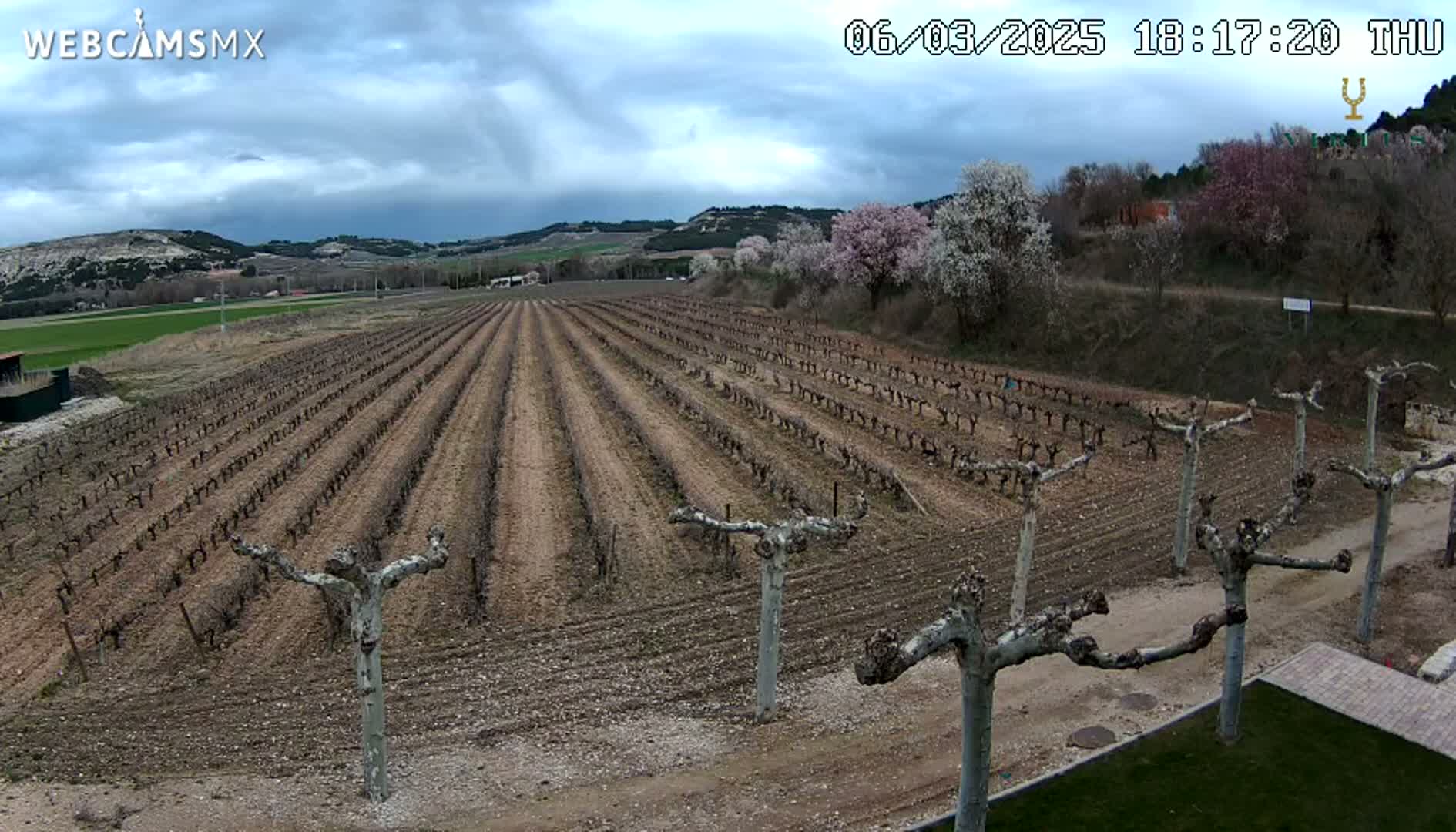 Rows of dormant grapevines stretch across a dry, brown field under a partly cloudy sky.