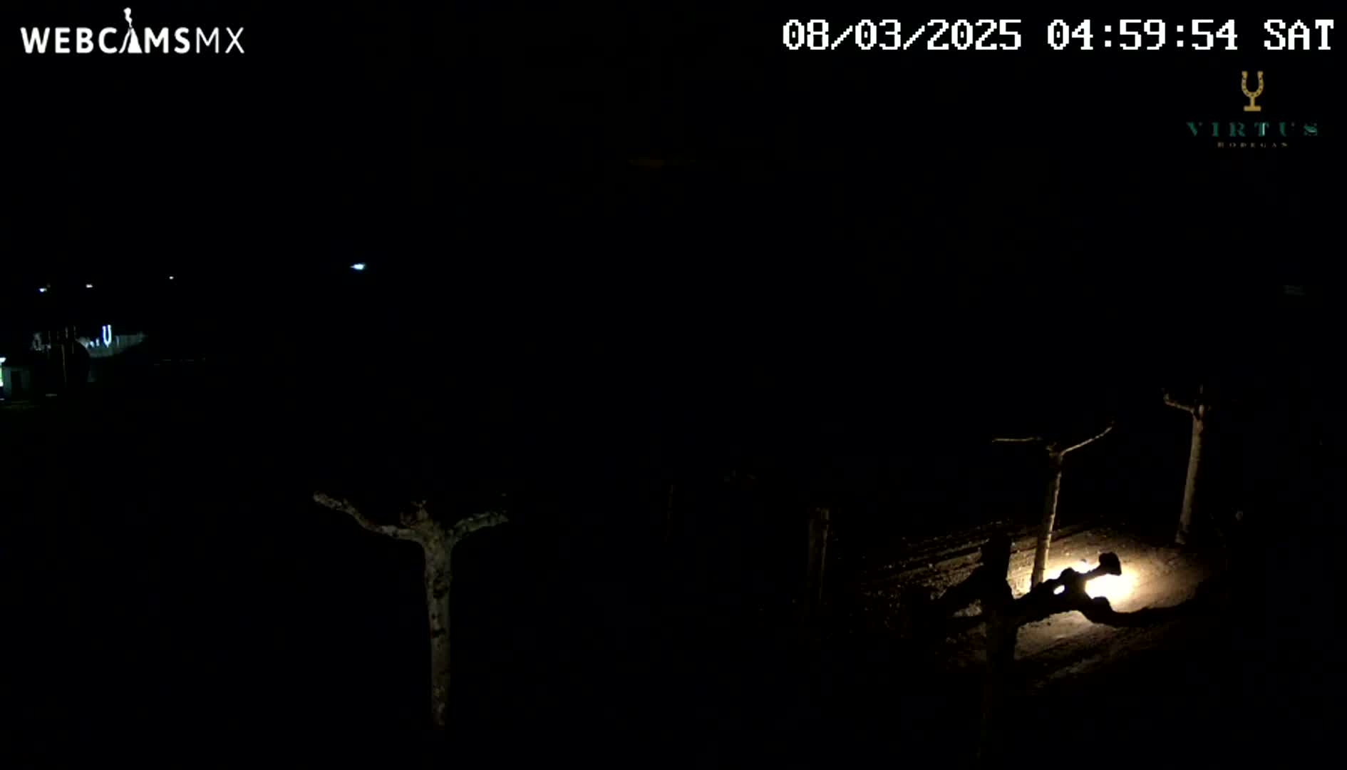 A nighttime, low-light view of a sparsely lit area with a few bare trees and a faintly visible ground.