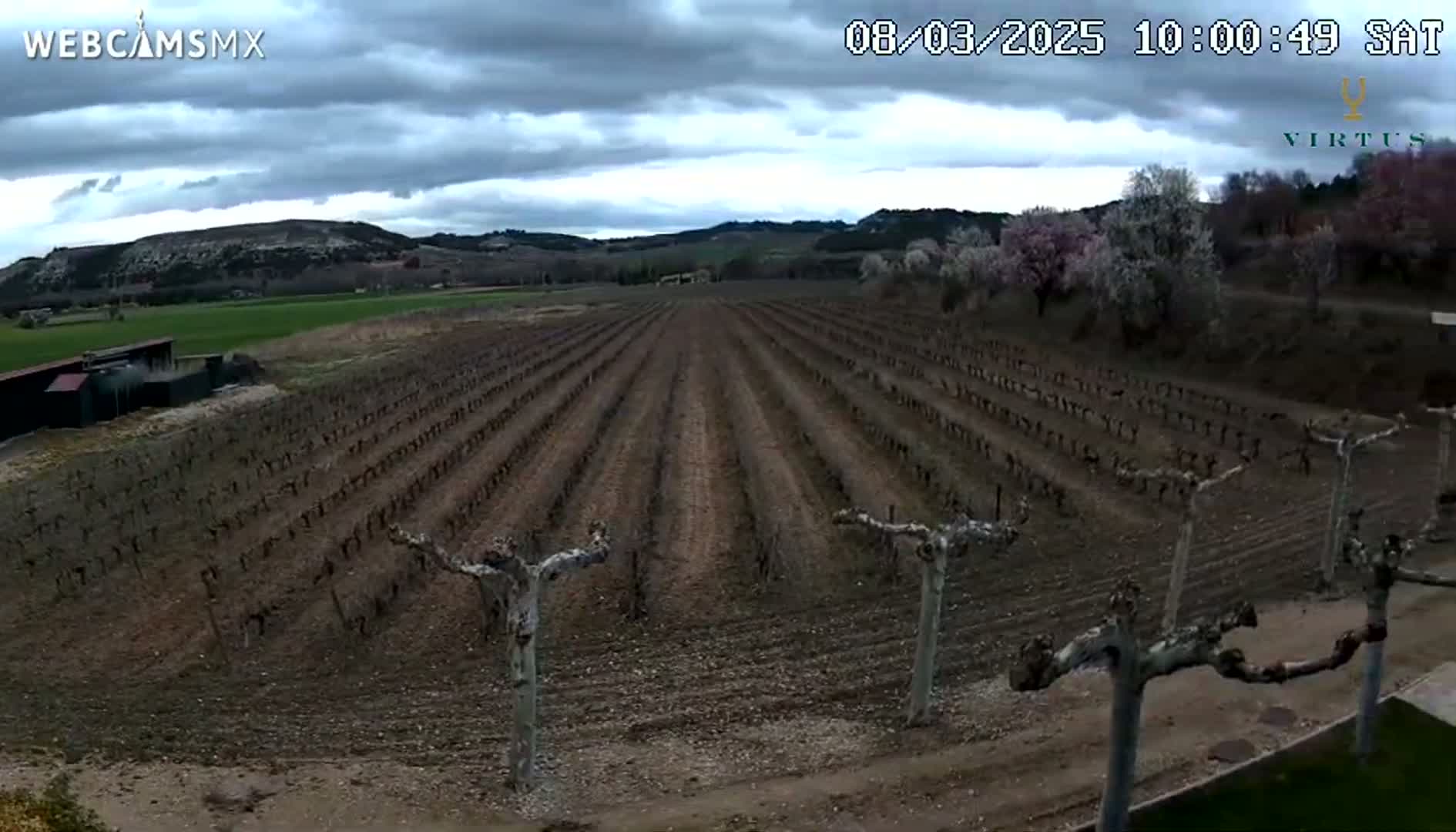 A long vineyard stretches across a brown, dirt field under a cloudy sky.