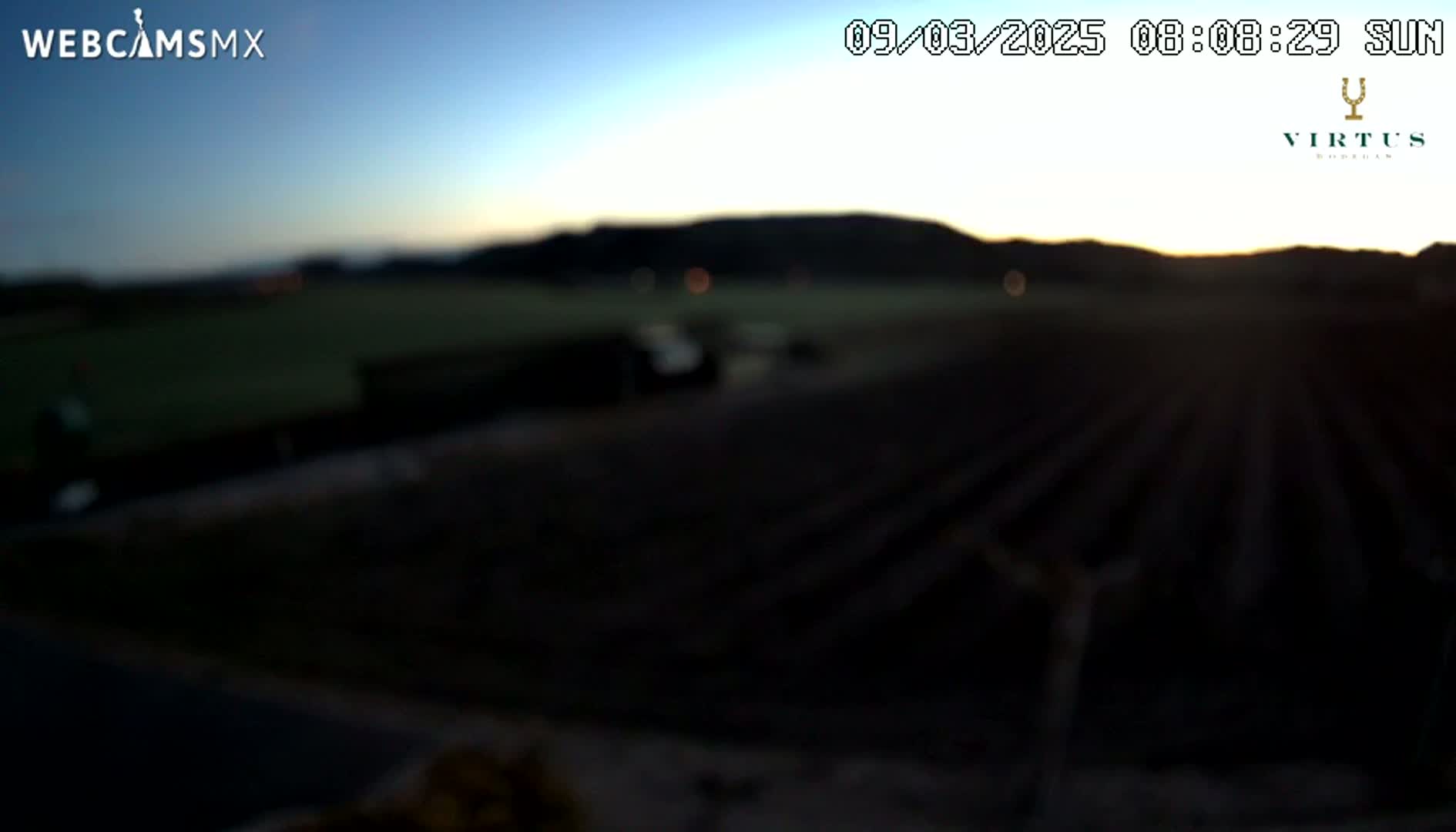A blurry, low-light image shows a sunrise over a field with rows of dark crops, under a clear, twilight sky.