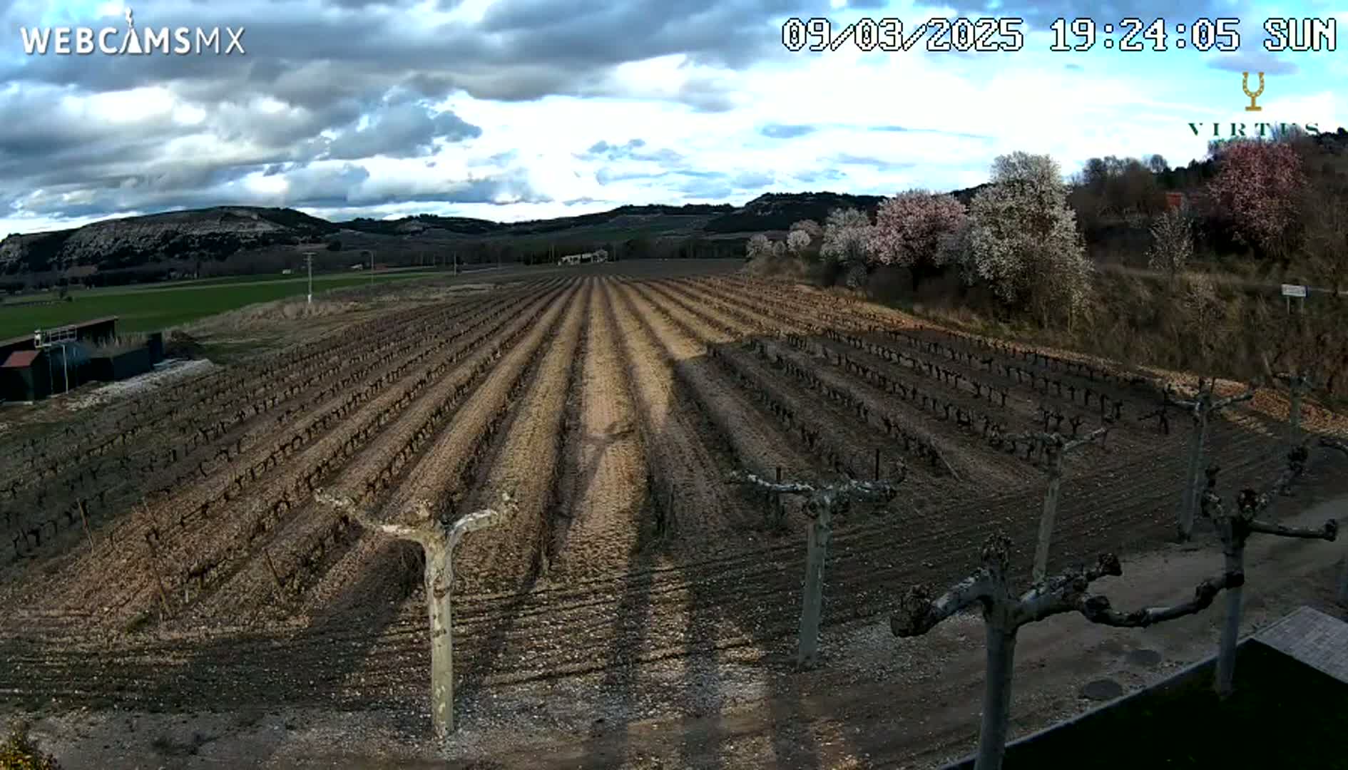 Rows of dormant grapevines stretch across a field under a partly cloudy sky.