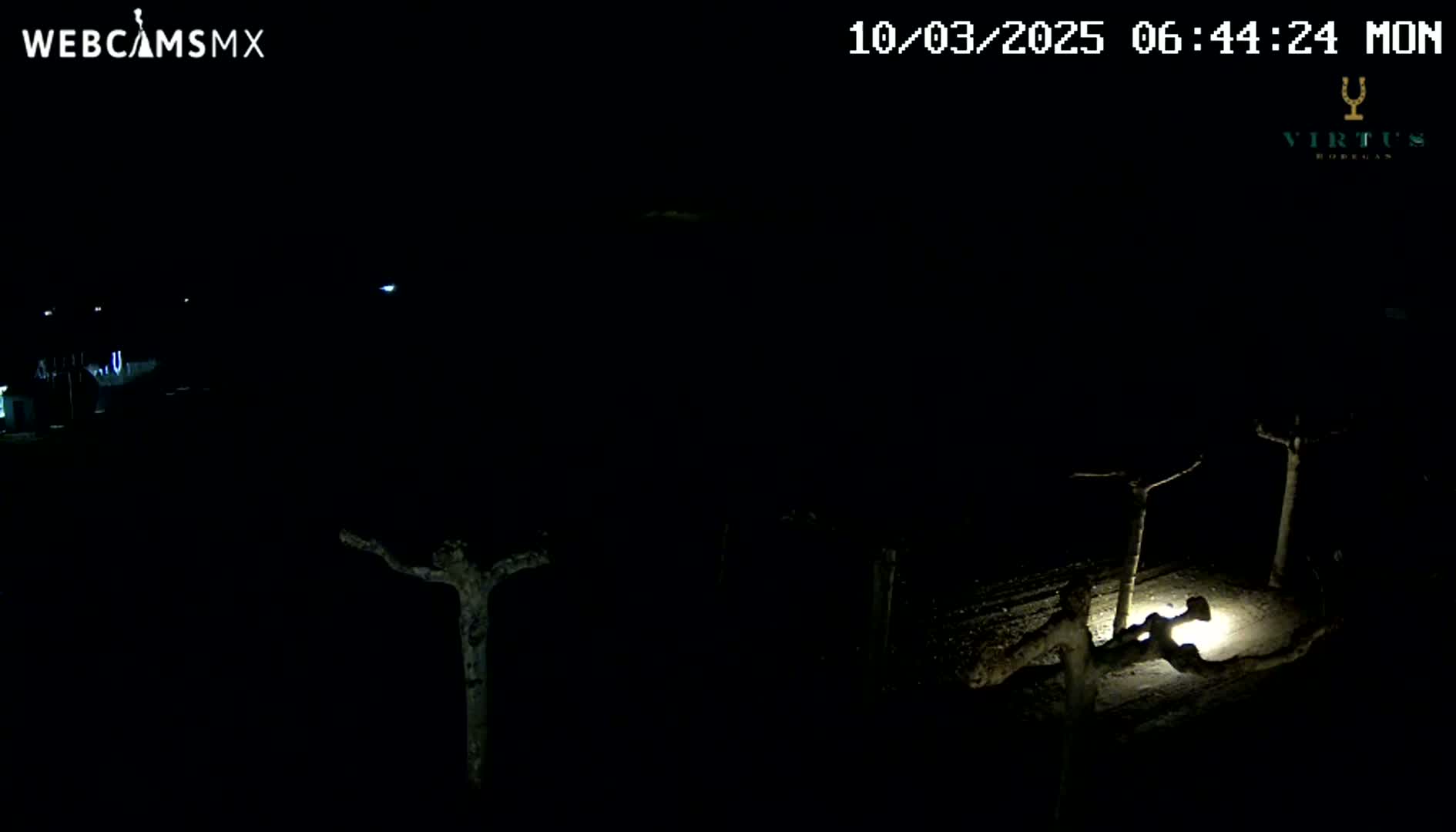 A nighttime outdoor scene shows bare, leafless trees illuminated by a single light source on the ground.