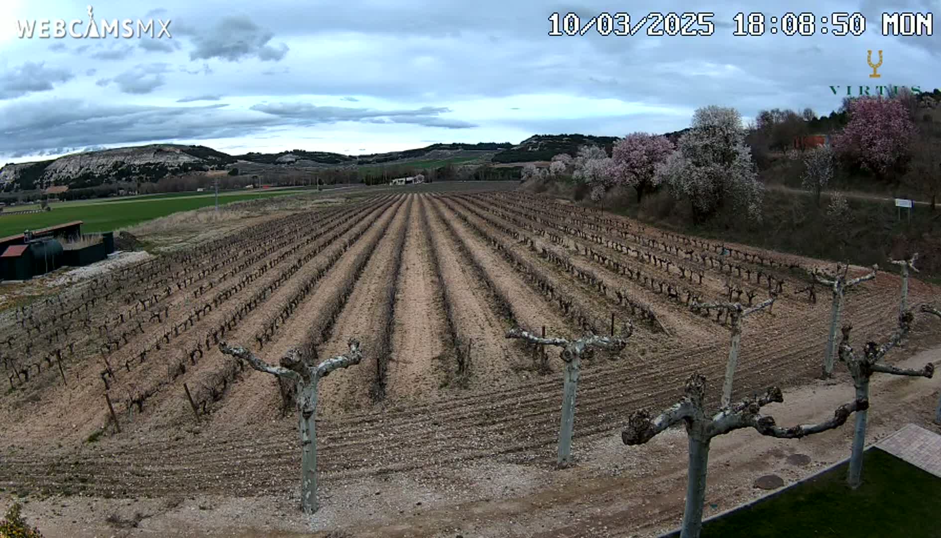 A vineyard with bare vines stretches across a gently sloping field under a partly cloudy sky.