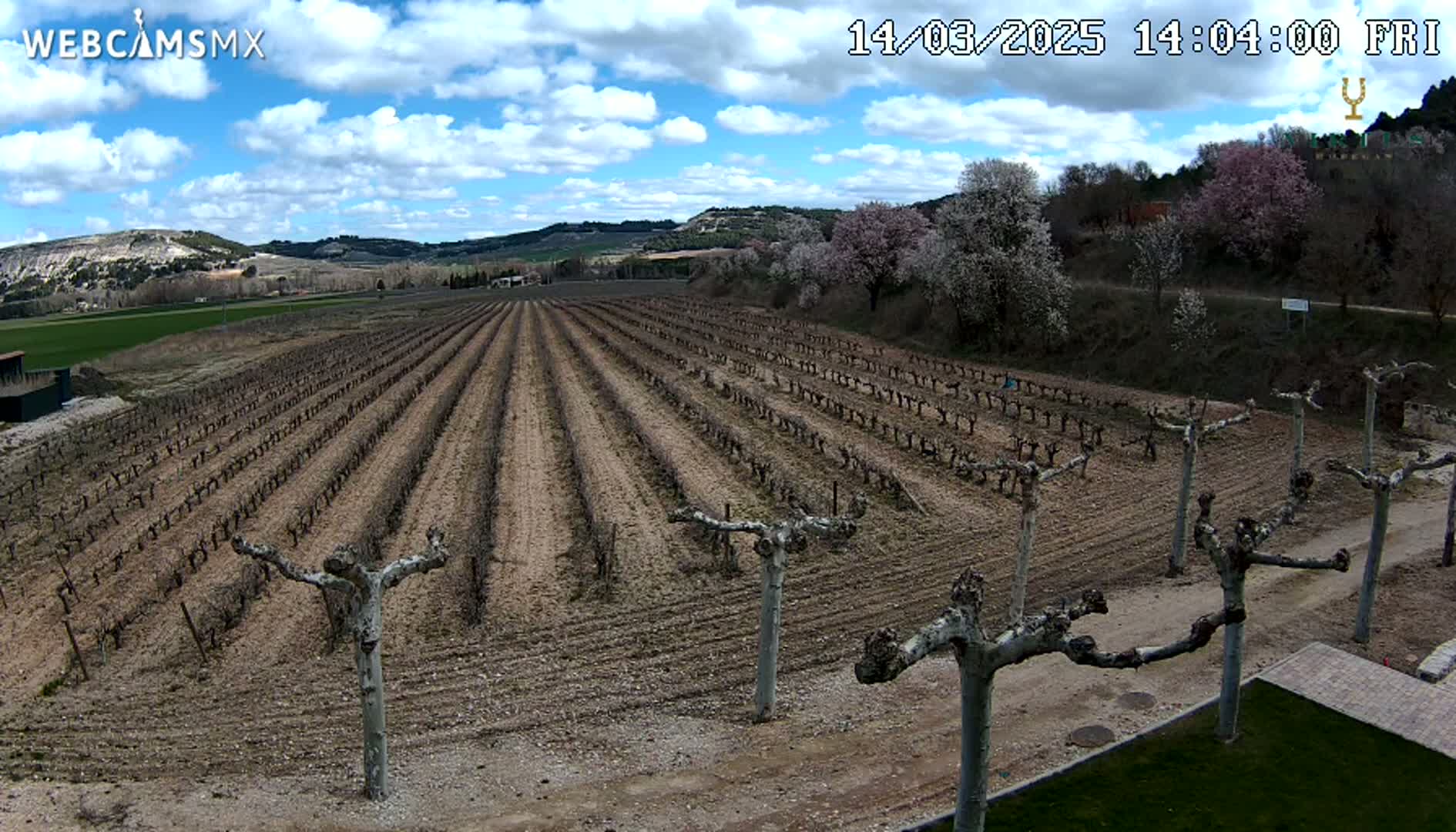 A vineyard with bare vines under a partly cloudy blue sky.
