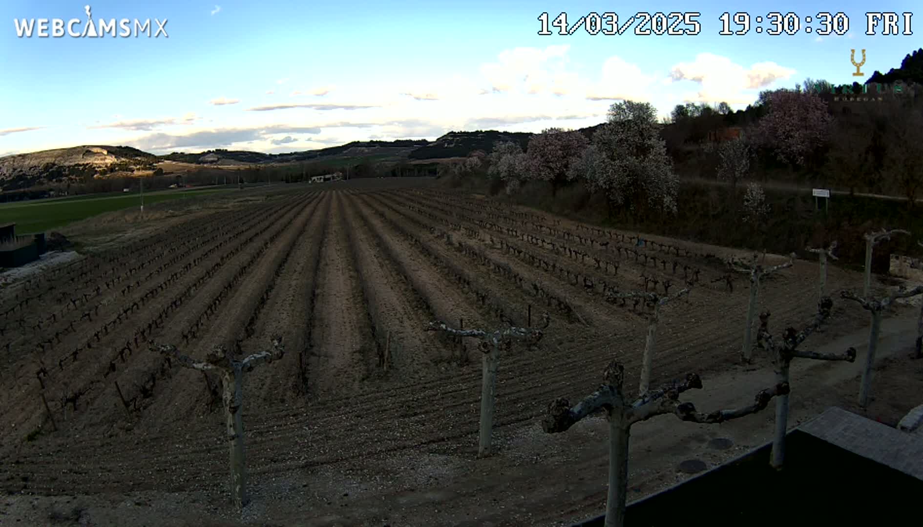 Rows of bare grapevines stretch across a dark brown field under a mostly clear sky.
