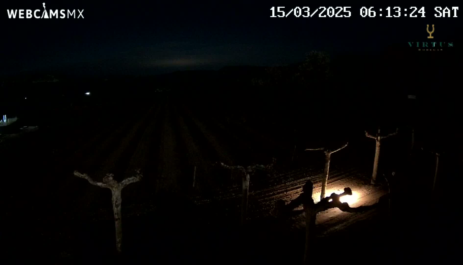 A nighttime view of a vineyard illuminated by a single light source, under a dark, clear sky.