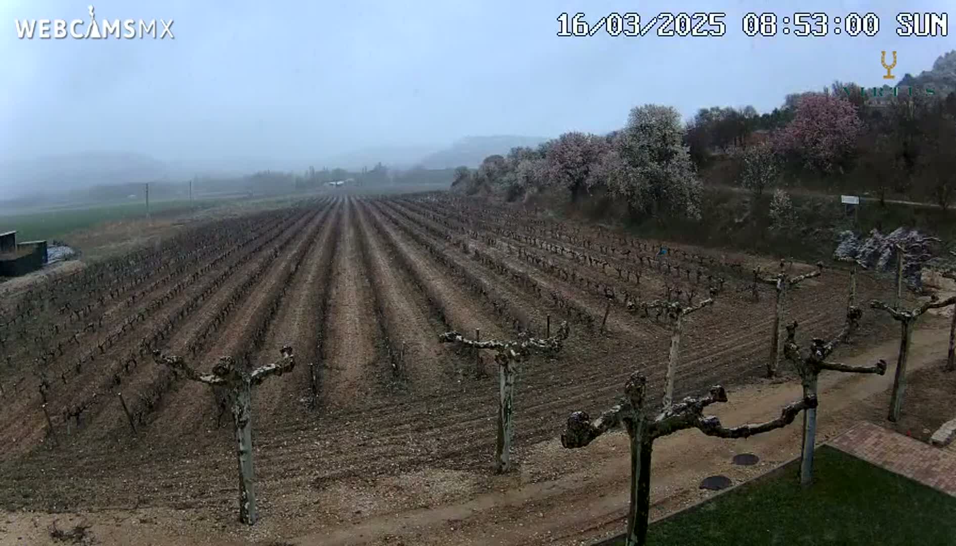 A vineyard with bare vines extends across a gently sloping field under a hazy, overcast sky.