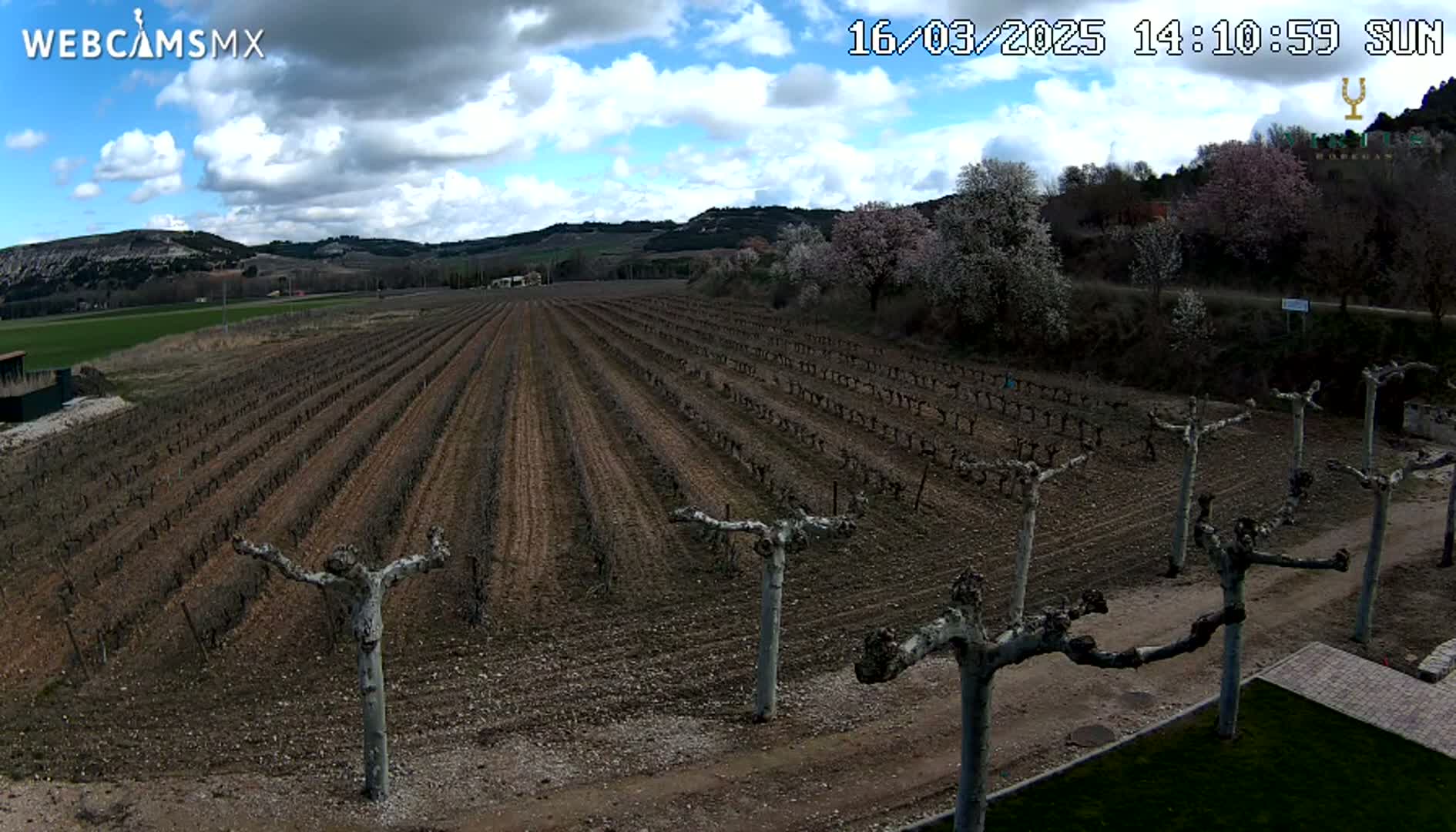 A vineyard with young grapevines planted in rows under a partly cloudy sky.