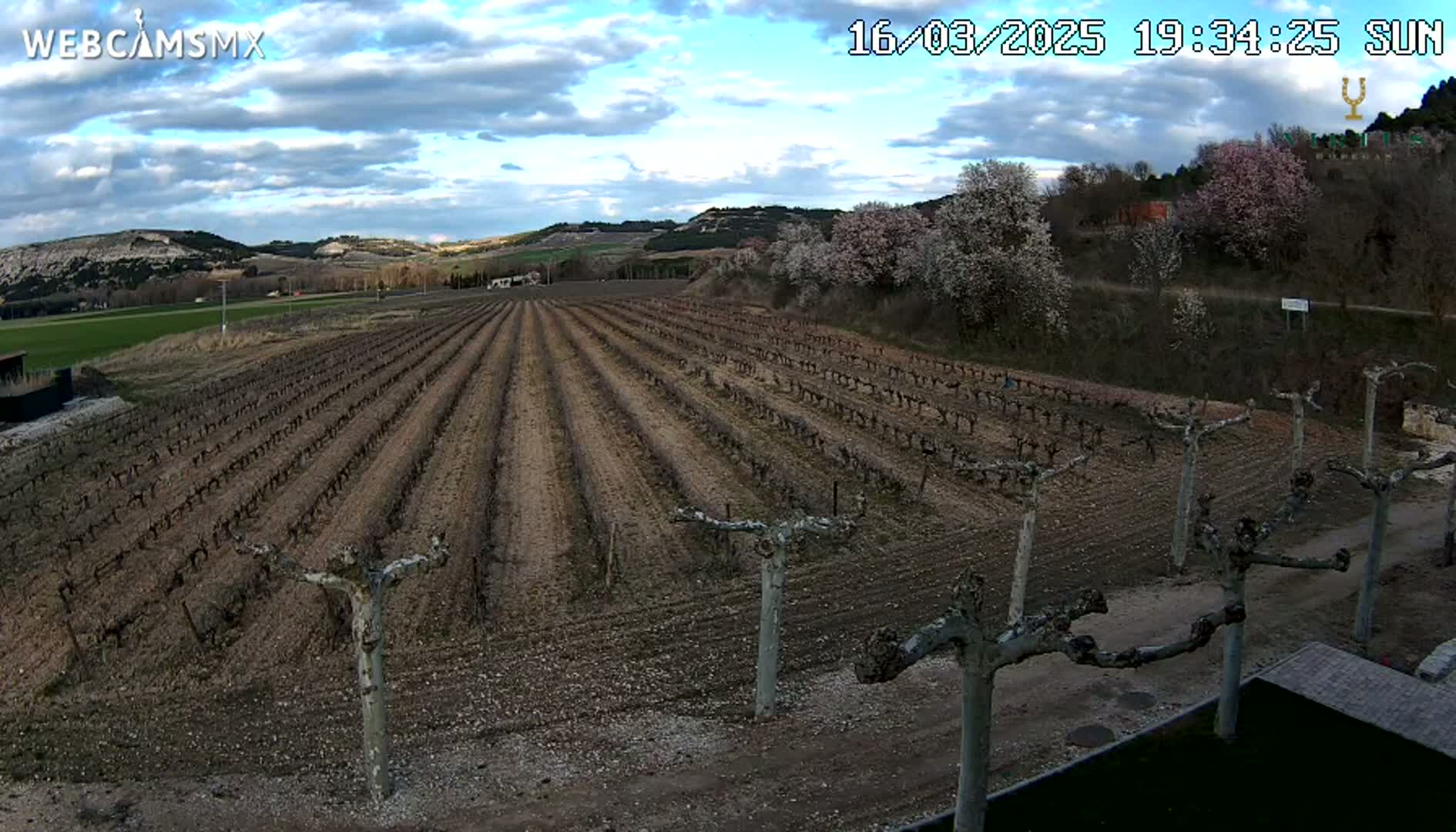 A vineyard with bare vines stretches across a field under a partly cloudy sky, with blossoming trees visible in the background.