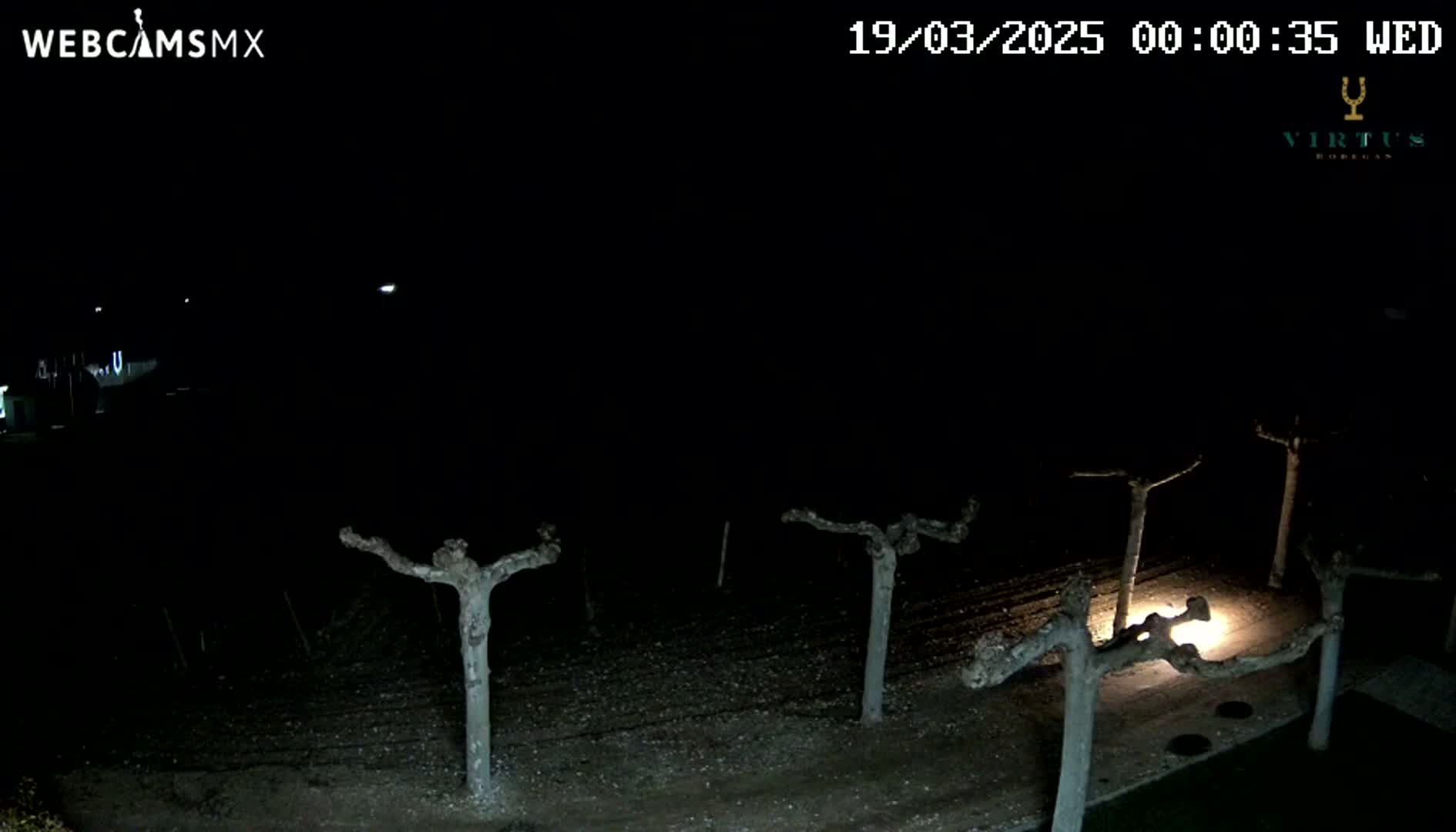 A nighttime, outdoor scene shows several bare, pruned trees in a row, illuminated by a single light source.