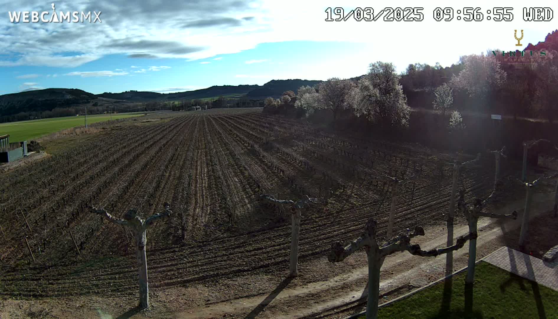 A partly cloudy day reveals a vineyard with bare vines, a dirt road, and blossoming trees in the background.