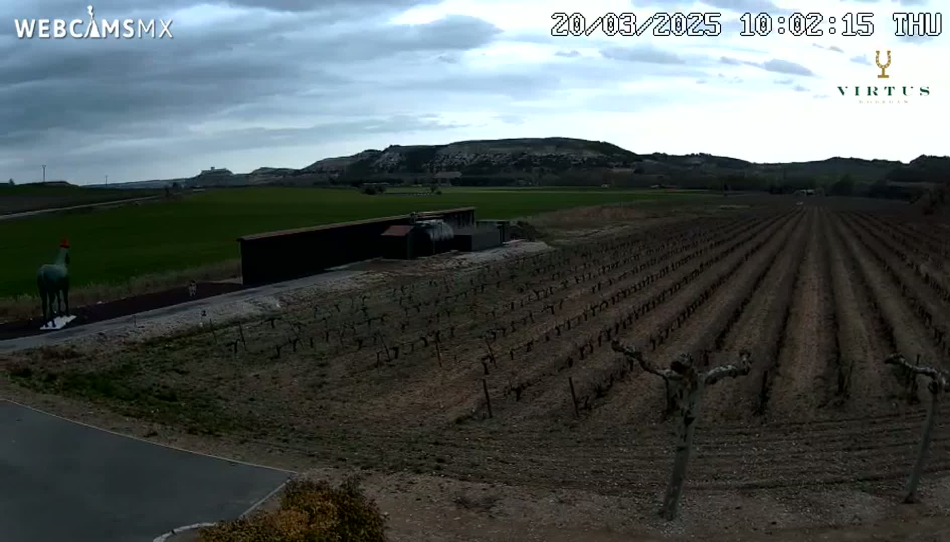 A vineyard with young grapevines extends from a building toward distant hills under a cloudy sky.