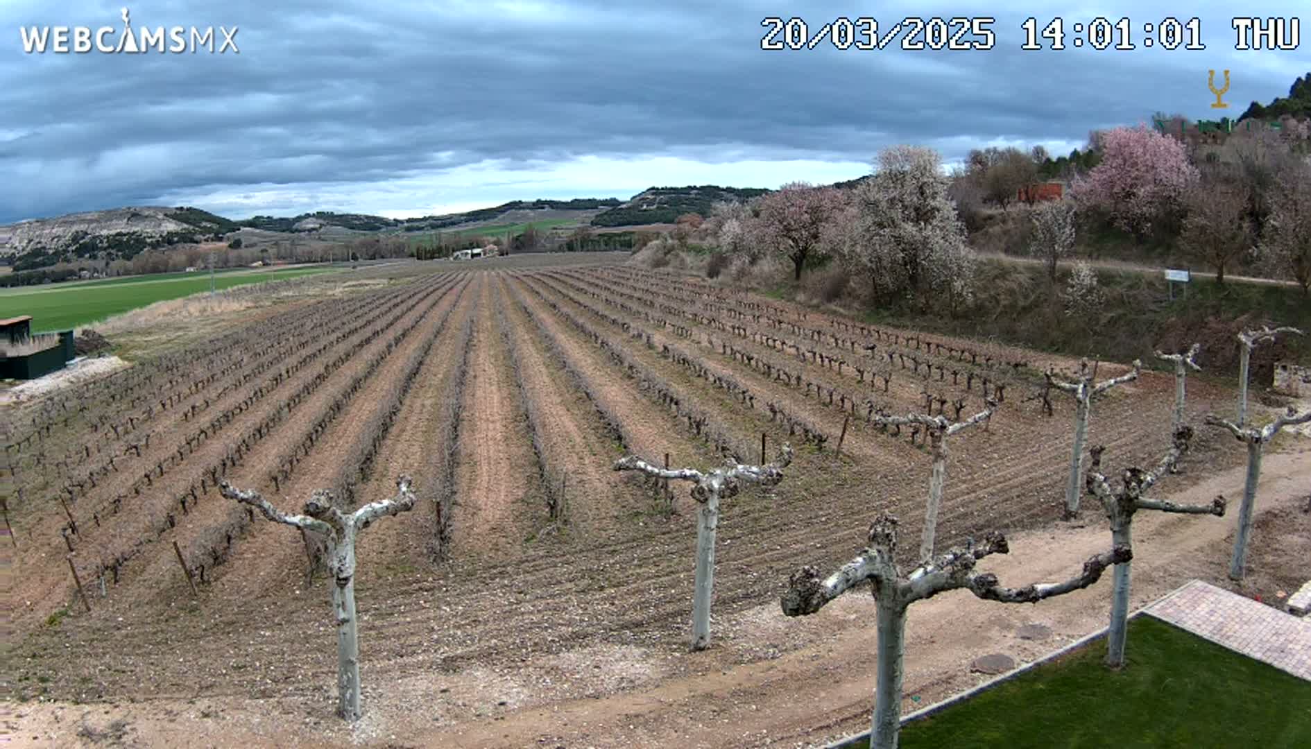 A vineyard with bare vines stretches across a gently sloping landscape under a cloudy sky.