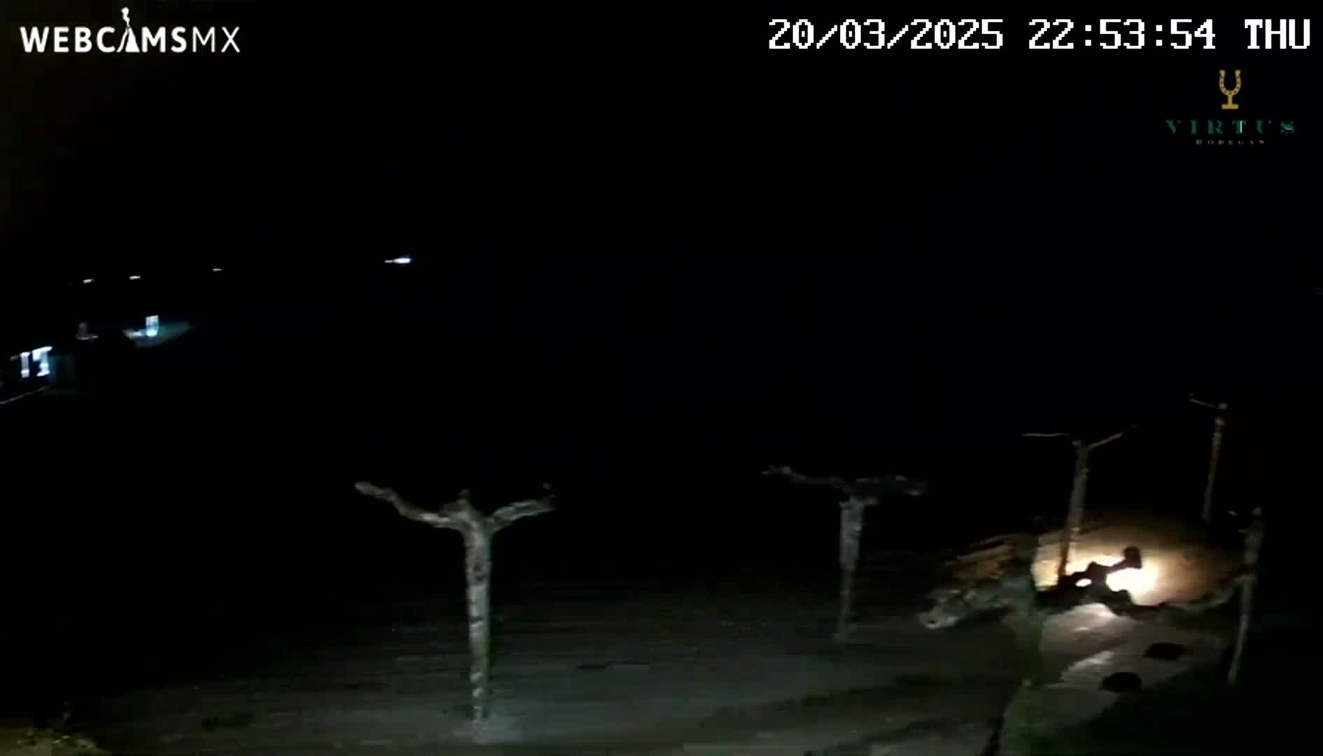 A nighttime, low-light view shows bare, leafless trees and a small bright light near the bottom center of the image.
