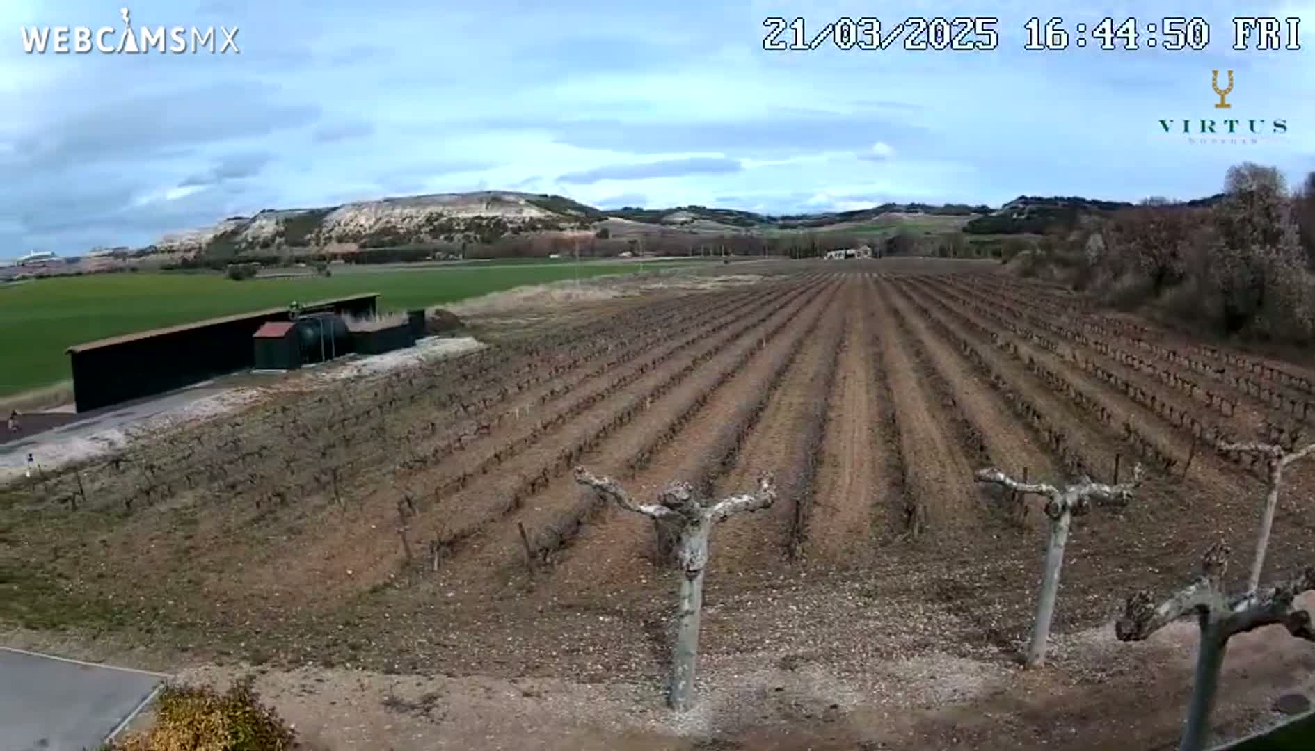 A long row of dormant grapevines stretches across a brown, dusty field under a mostly cloudy sky.