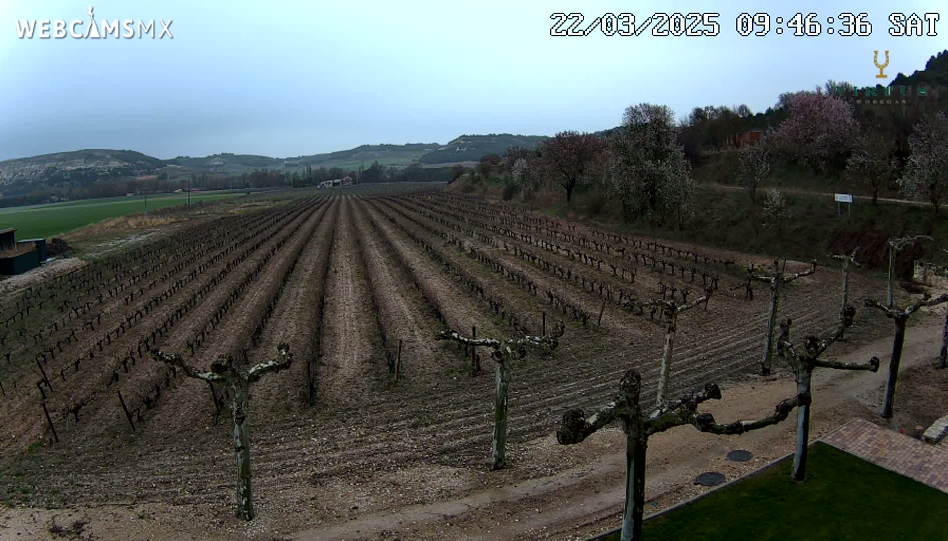 A vineyard with bare vines stretches across a gently sloping field under a cloudy sky.