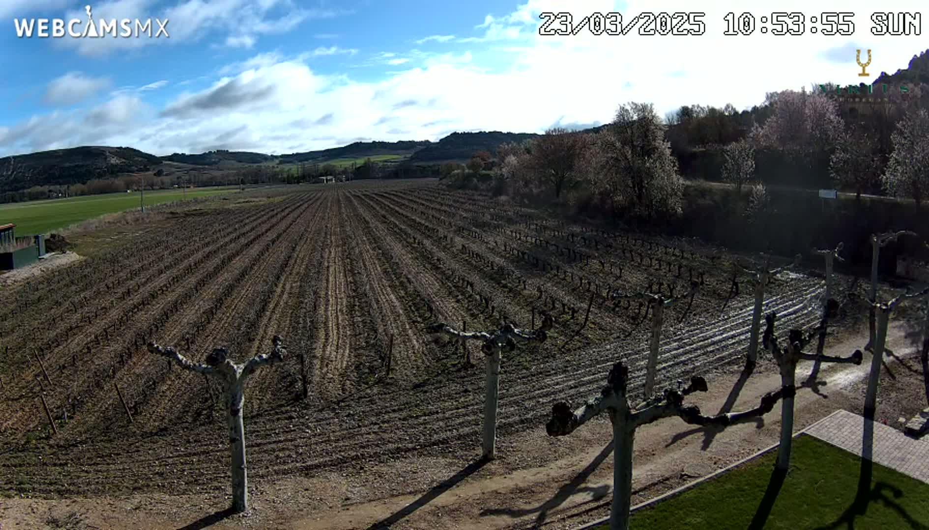 A vineyard with bare vines extends across a brown field under a partly sunny sky.