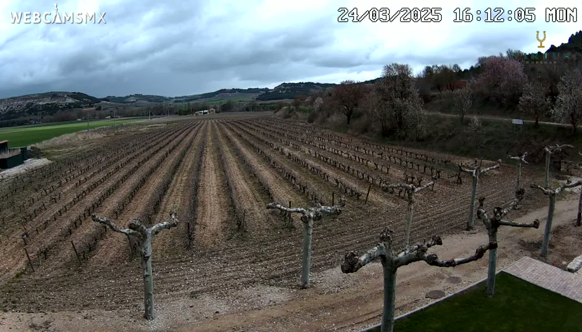 A vineyard with bare vines stretches across a field under a cloudy sky.