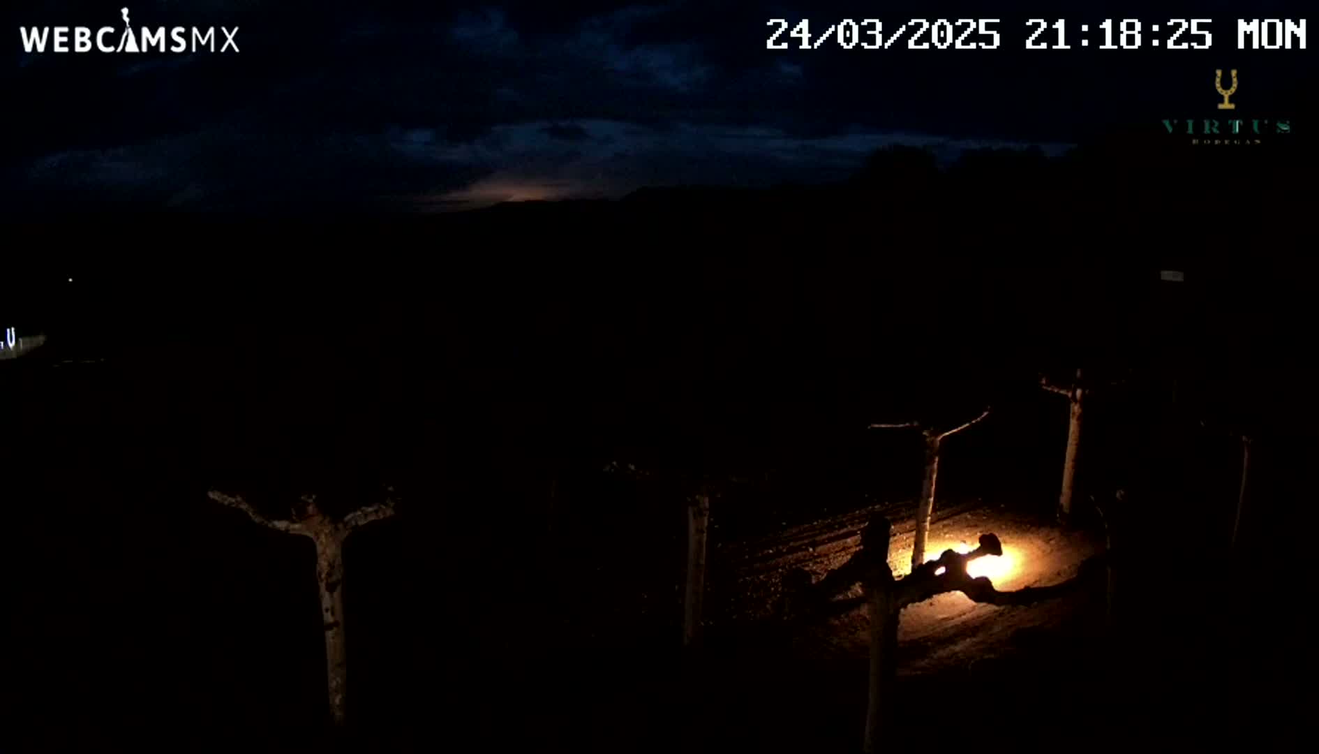 A nighttime view of a vineyard illuminated by a single light source under a partly cloudy sky.