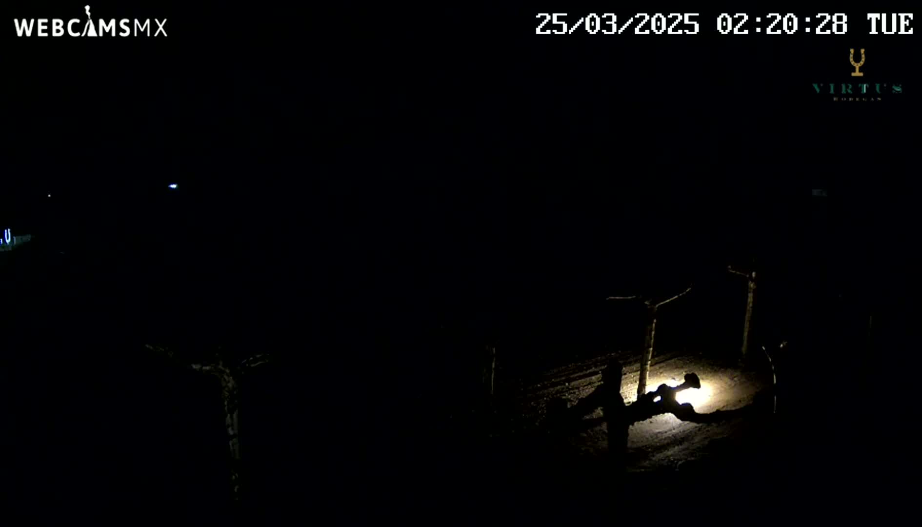 A nighttime, low-light view shows dimly lit, bare trees and indistinct objects on the ground, possibly in a vineyard or orchard.