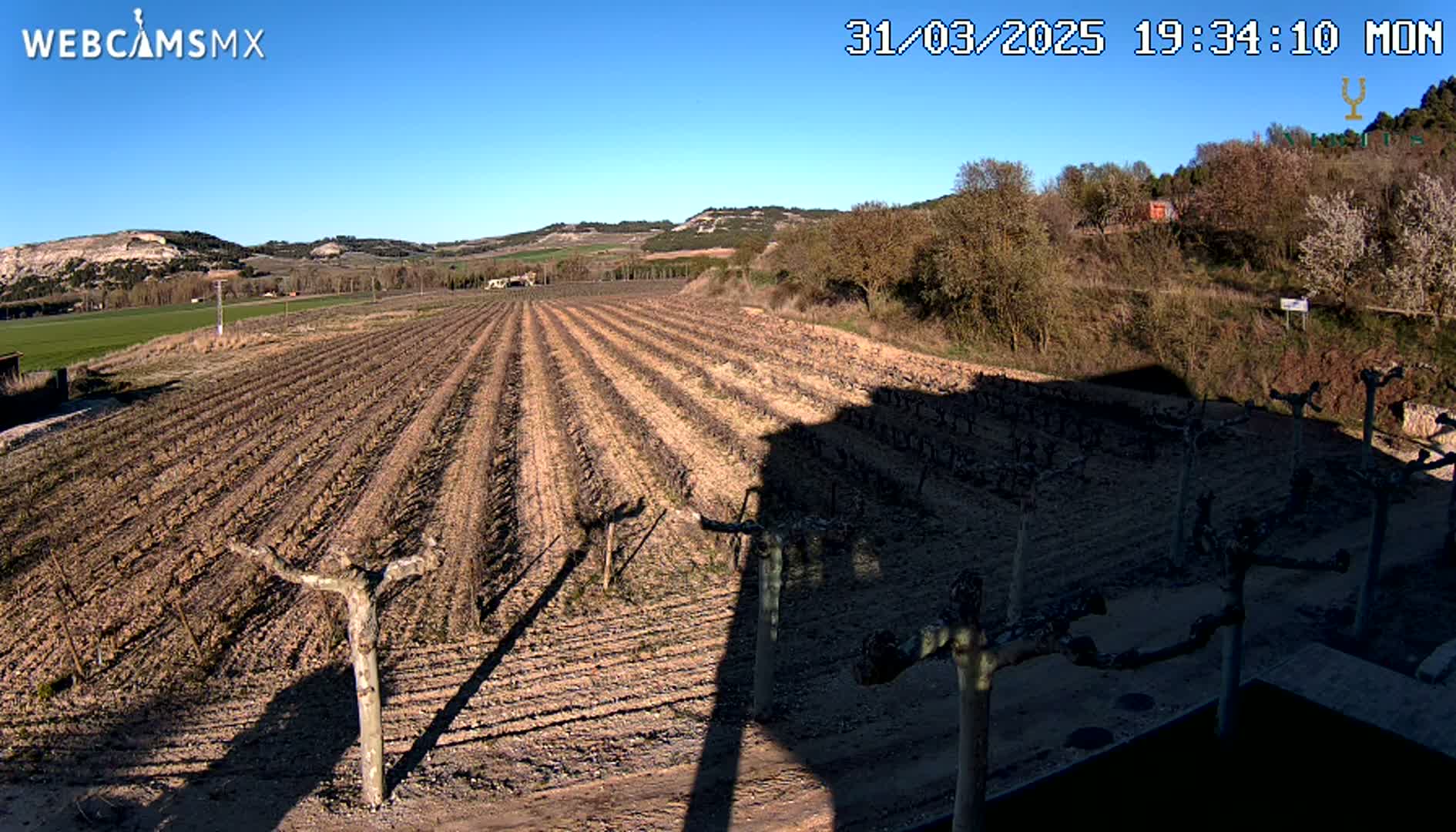 A long, plowed field of young grapevines stretches across a sunny landscape under a clear blue sky.