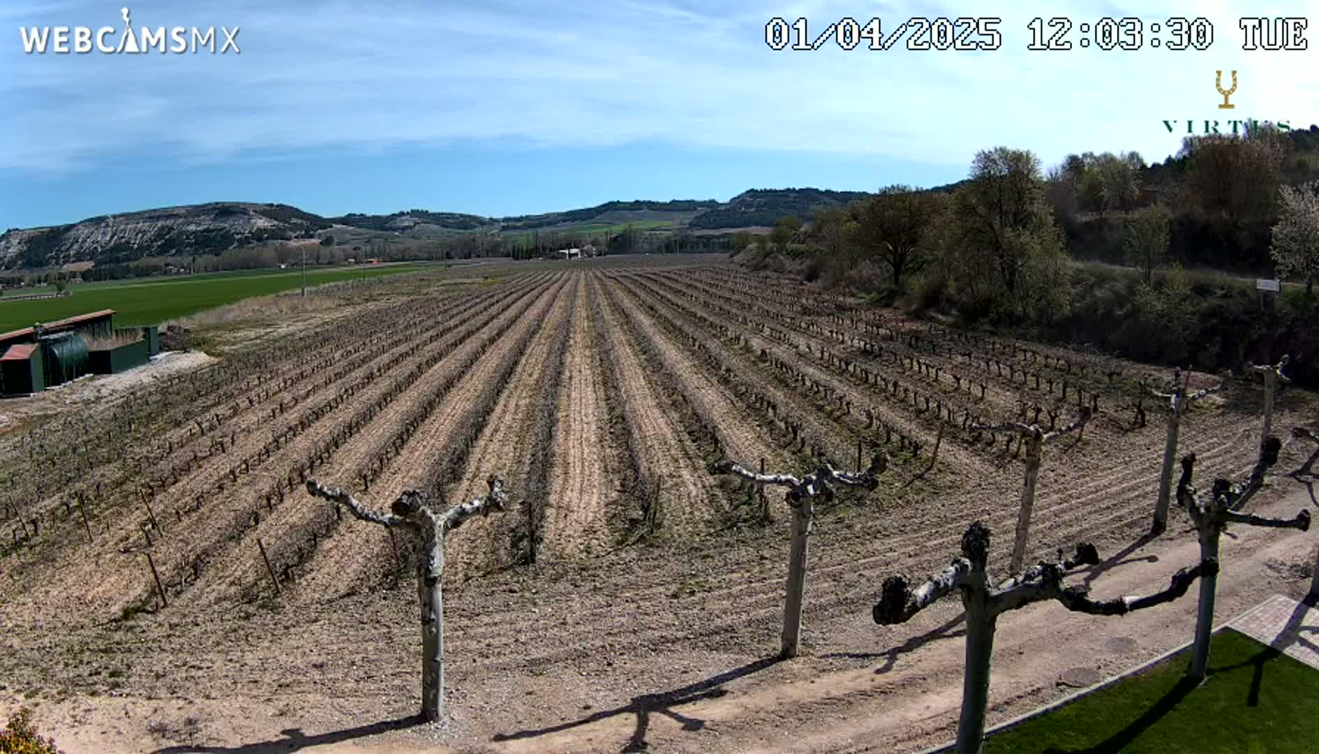 A vineyard with bare vines stretches across a field under a clear blue sky, mountains visible in the distance.