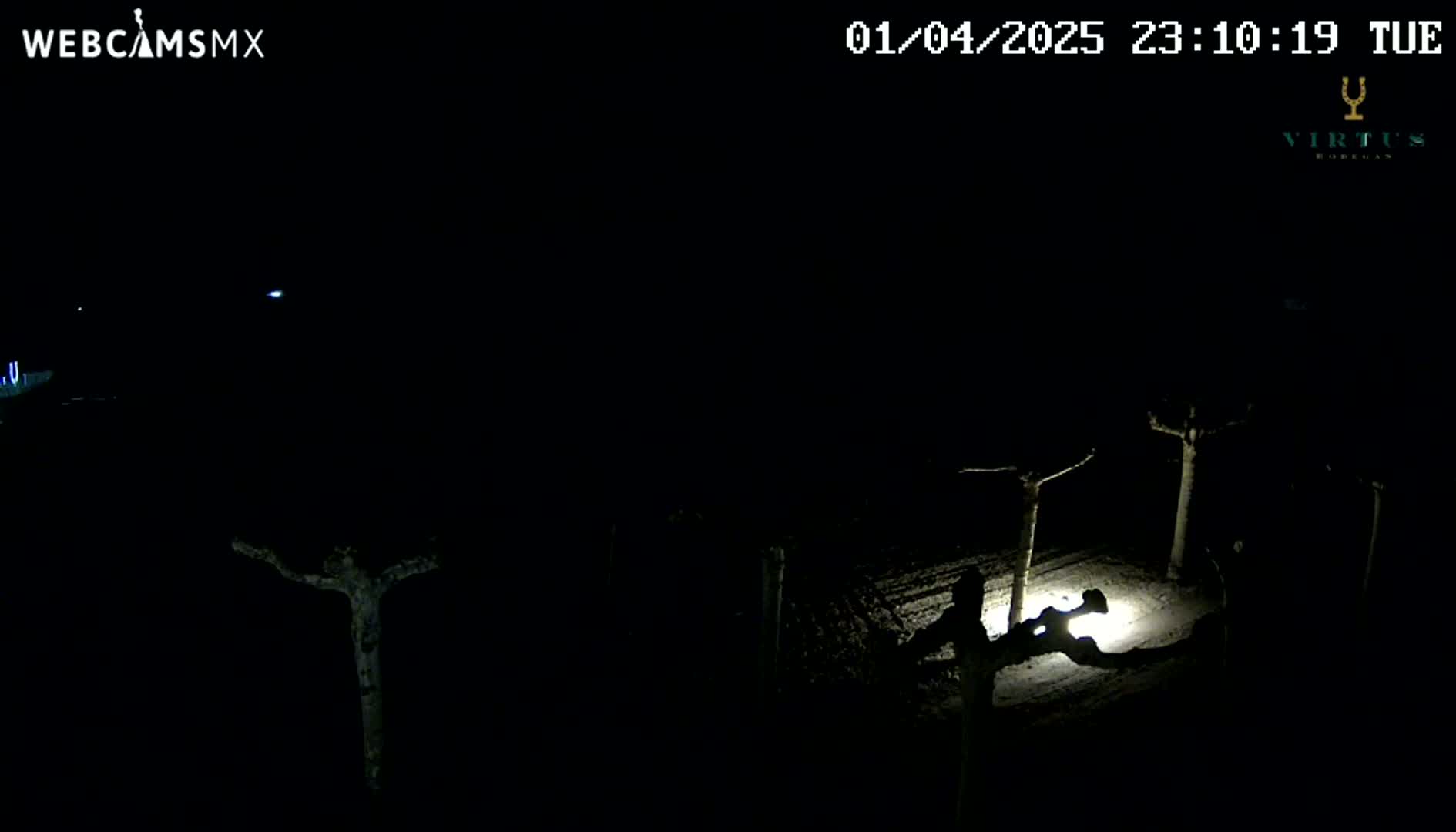A nighttime, snow-covered scene shows several silhouetted trees illuminated by a ground light near a person or object.