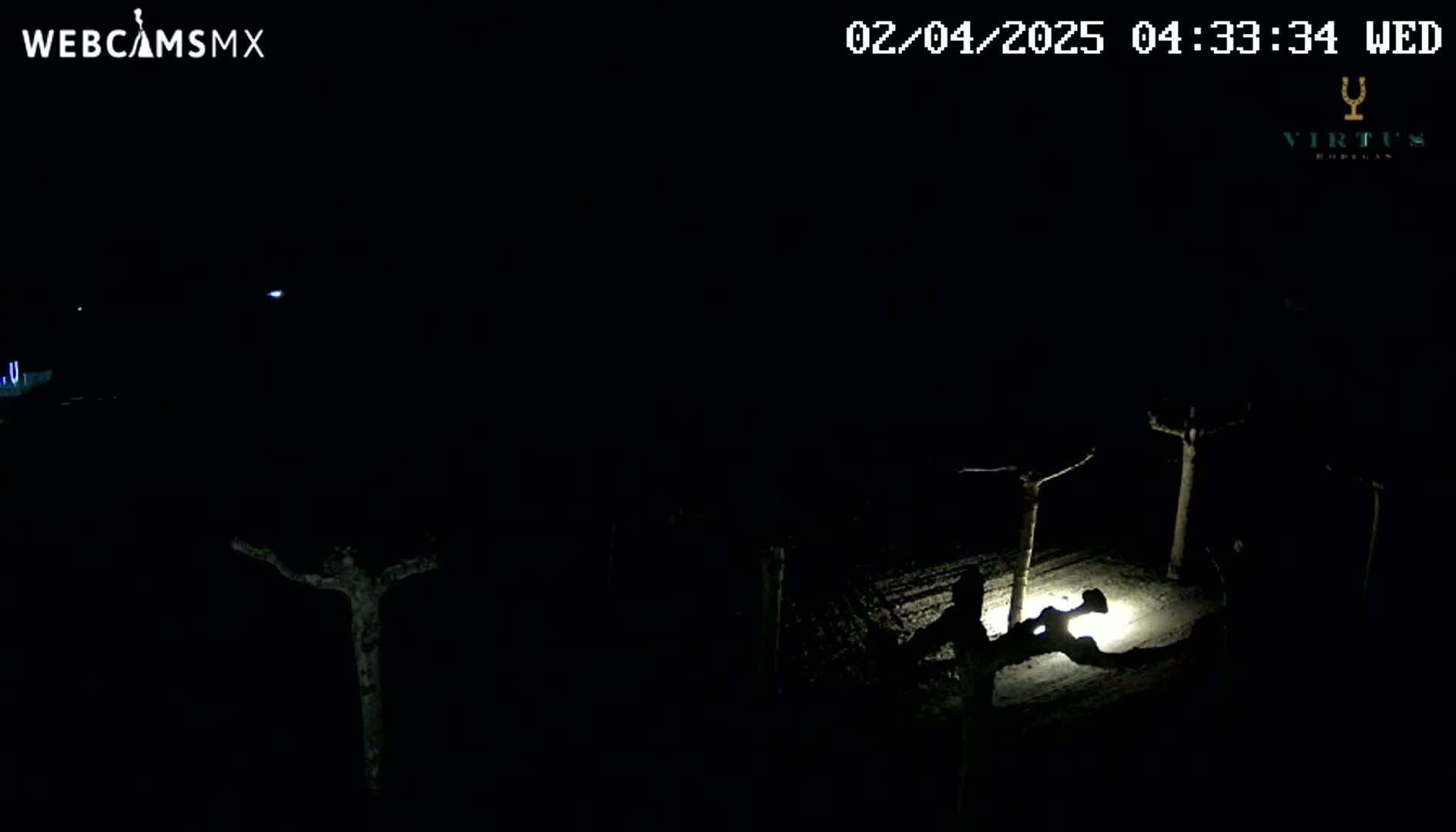 A nighttime, low-light view of a sparsely planted area, possibly a vineyard, illuminated by a single light source.