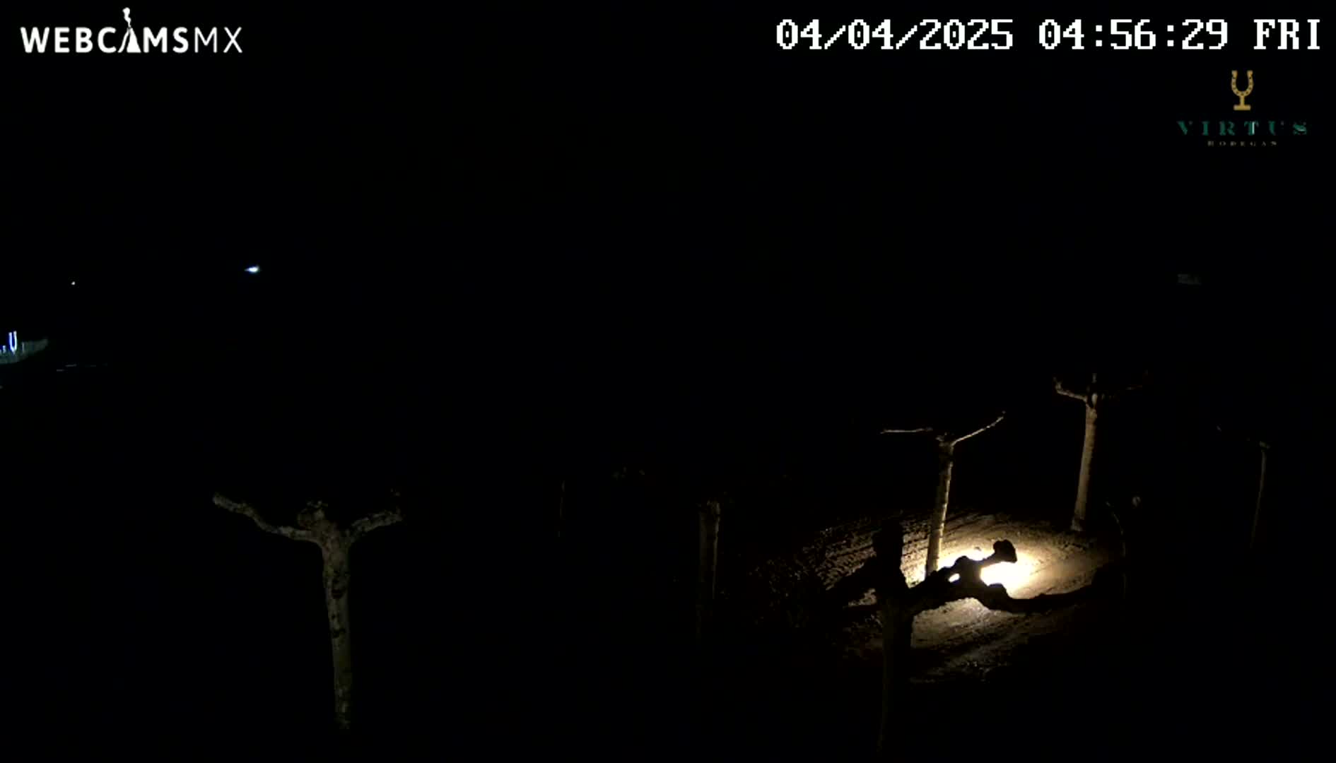 A nighttime, dimly lit scene shows several silhouetted small trees or shrubs in an outdoor area.