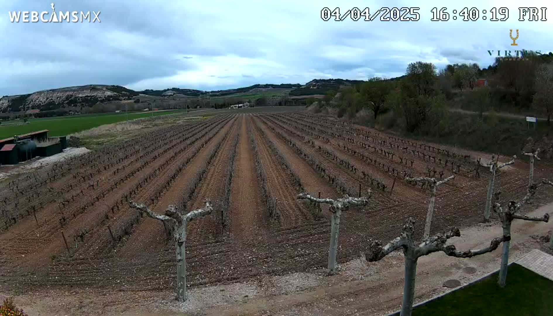A vineyard with bare vines under a cloudy sky stretches across a gently sloping field, bordered by trees and hills in the distance.