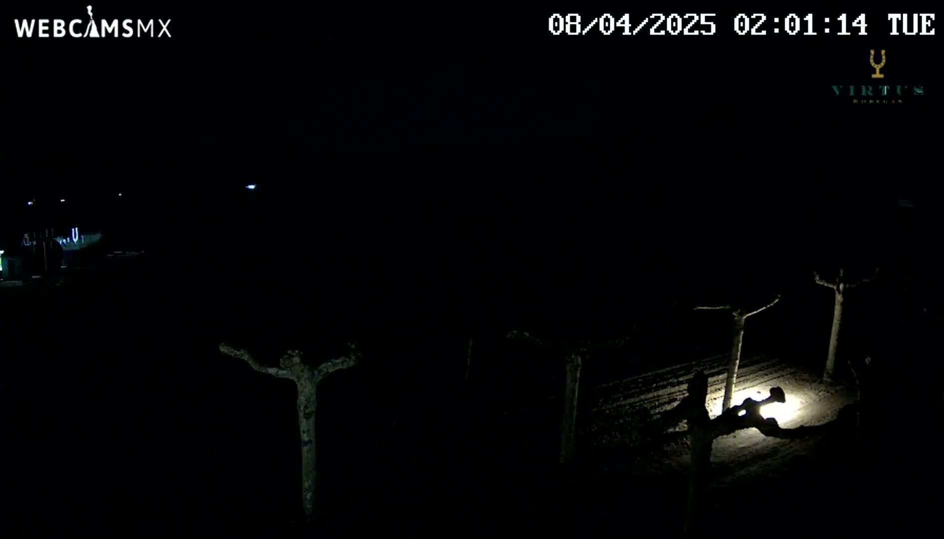 A nighttime, outdoor scene shows several bare, silhouetted trees illuminated by a single ground light in the lower right corner.