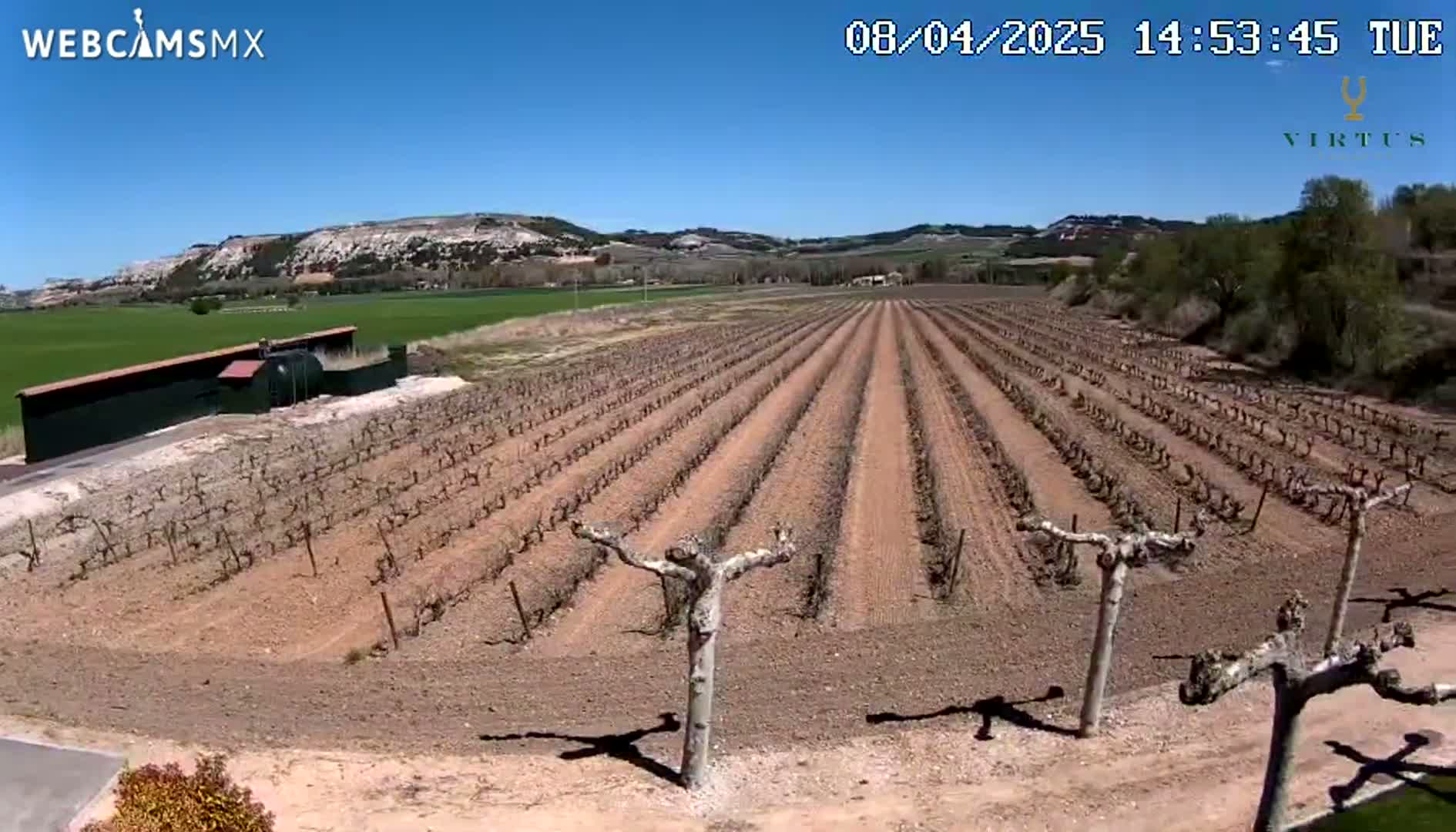 A high-angle view shows a vineyard under a clear blue sky on a sunny day, with rows of dormant grapevines extending toward a distant hilly landscape.