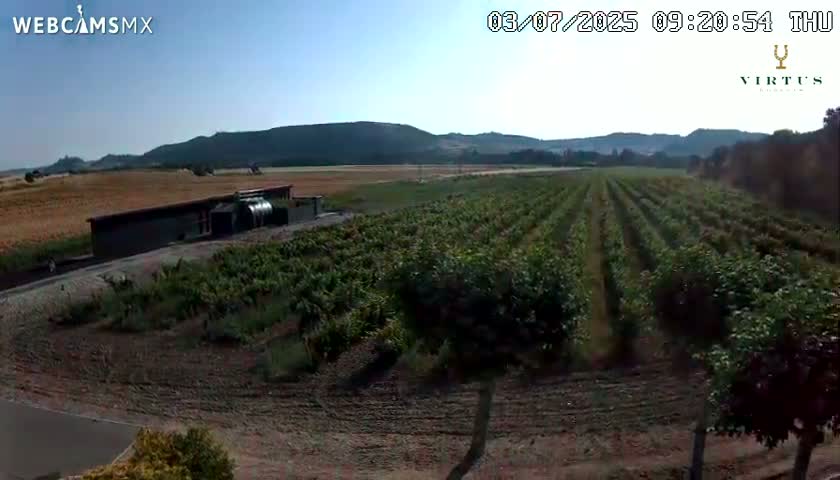 A vineyard stretches across a field under a clear sky, with a building visible in the distance and hills in the background.