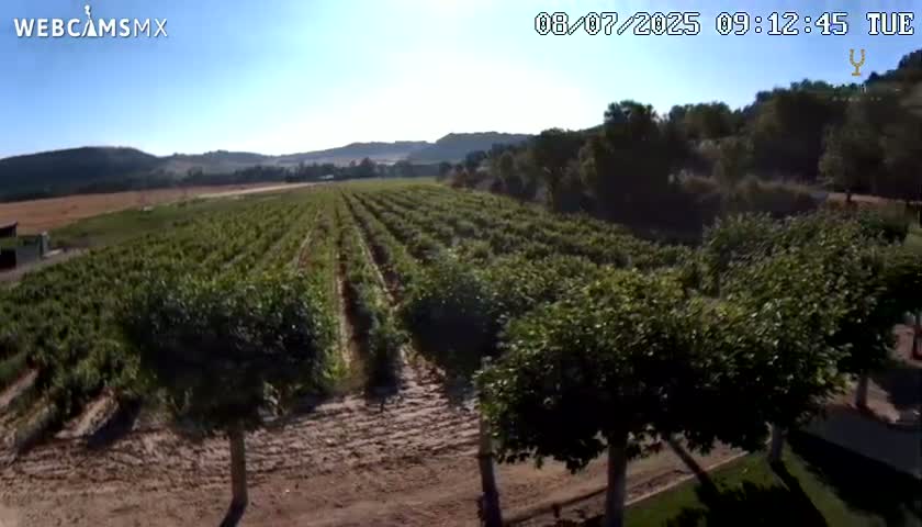 A large orchard of young trees stretches across a flat landscape under a clear blue sky.