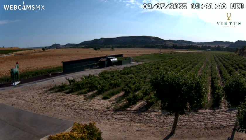 A green horse statue stands near a vineyard and a long building under a clear, sunny sky.