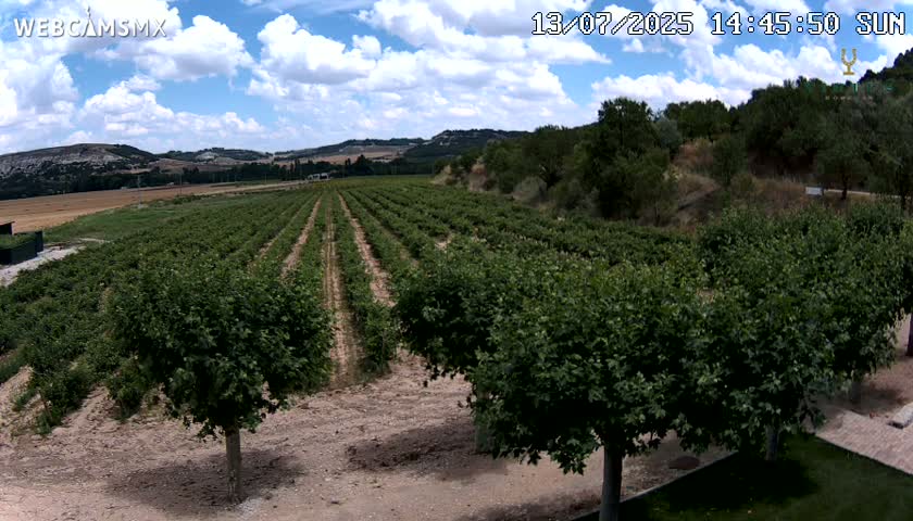 (Virtus Wineries)  Bodegas Virtus ,Ribera del Duero Live Cam - Valladolid, Castilla & Leon, Spain