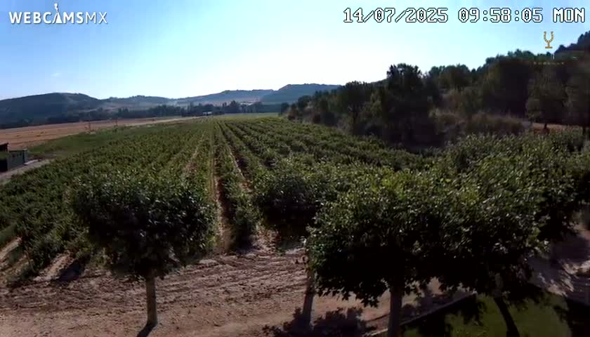 A large orchard of neatly planted trees stretches across a gently sloping landscape under a clear, sunny sky.