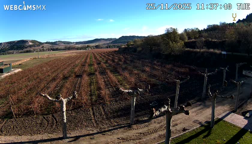 A vast vineyard with rows of dormant reddish-brown vines stretches towards distant hills under a clear, sunny blue sky, with several gnarled, pruned trees lining a dirt path in the foreground.