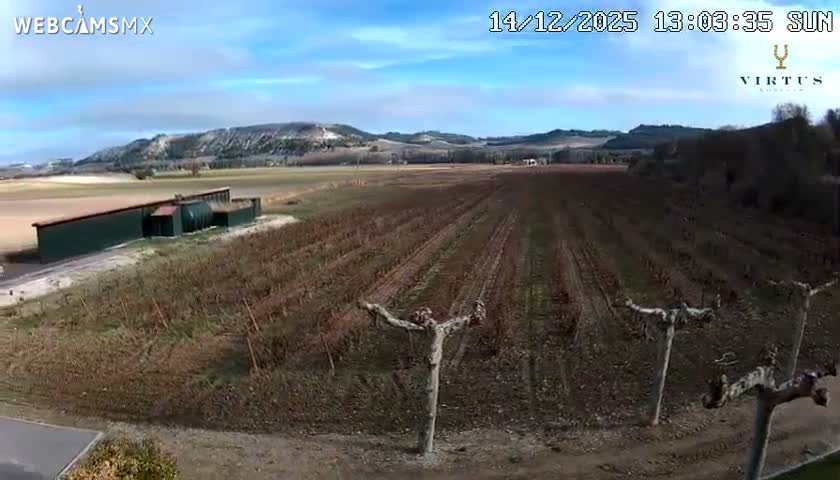 A vast vineyard with rows of dormant reddish-brown vines stretches towards distant hills under a clear, sunny blue sky, with several gnarled, pruned trees lining a dirt path in the foreground.