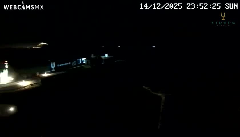 A vast vineyard with rows of dormant reddish-brown vines stretches towards distant hills under a clear, sunny blue sky, with several gnarled, pruned trees lining a dirt path in the foreground.