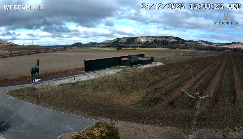 A vast vineyard with rows of dormant reddish-brown vines stretches towards distant hills under a clear, sunny blue sky, with several gnarled, pruned trees lining a dirt path in the foreground.
