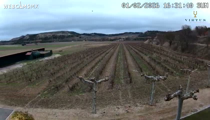 (Virtus Wineries)  Bodegas Virtus ,Ribera del Duero Live Cam - Valladolid, Castilla & Leon, Spain