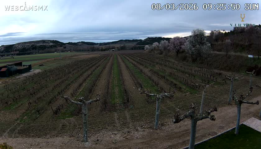 (Virtus Wineries)  Bodegas Virtus ,Ribera del Duero Live Cam - Valladolid, Castilla & Leon, Spain