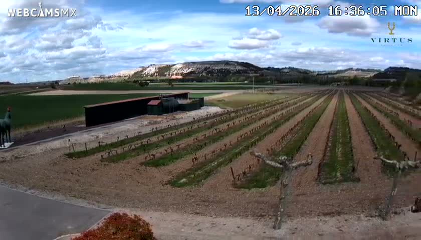 A vast vineyard with rows of dormant reddish-brown vines stretches towards distant hills under a clear, sunny blue sky, with several gnarled, pruned trees lining a dirt path in the foreground.