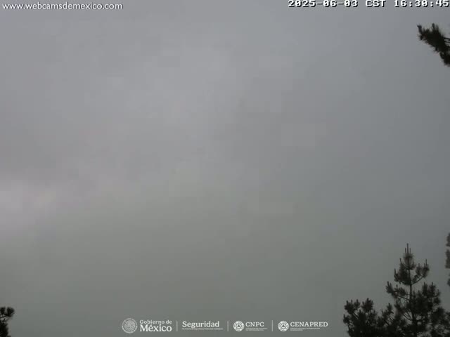 A foggy, overcast outdoor scene shows the tops of dark evergreen trees against a gray sky.