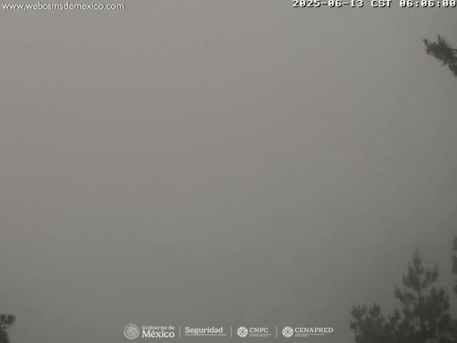A foggy outdoor scene shows the tops of dark evergreen trees against a completely overcast, gray sky.