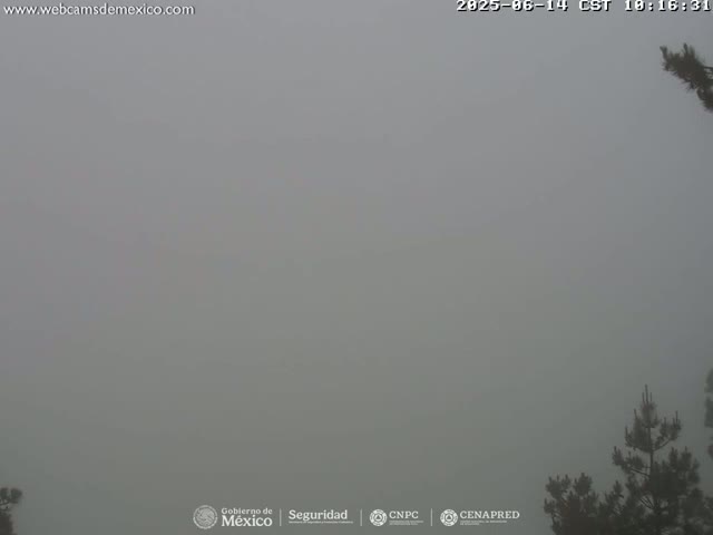 A very foggy outdoor scene shows the tops of dark evergreen trees.